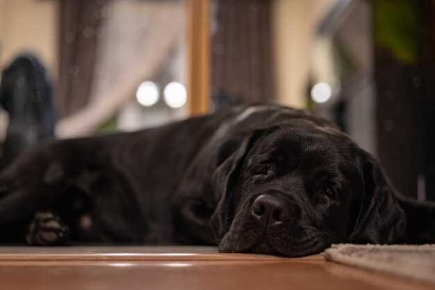 Толкование сновидения о черных собаках в соннике Духовное развитие