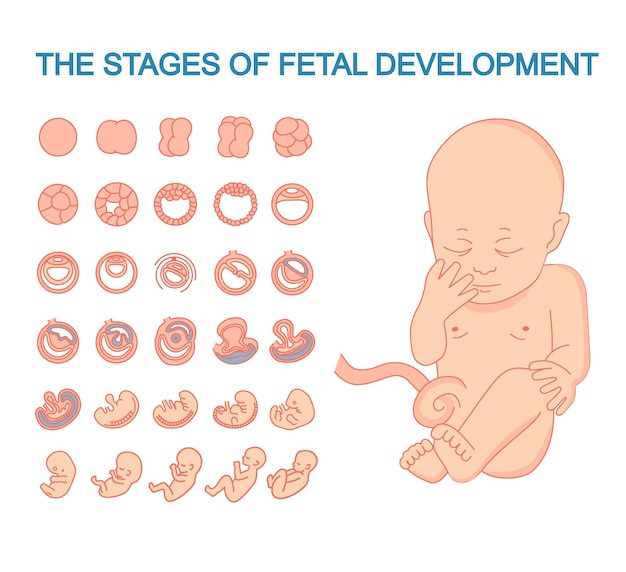 Стадии развития младенца от зачатия до родов