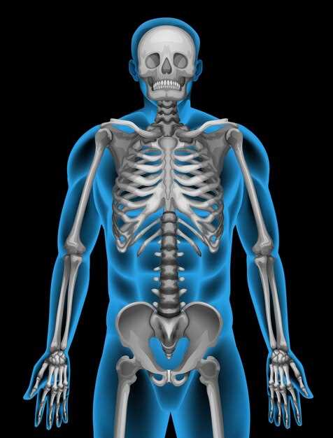 Функции кости в организме человека