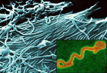 Геморрагическая лихорадка Эбола
